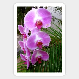 Purple Orchid Sticker